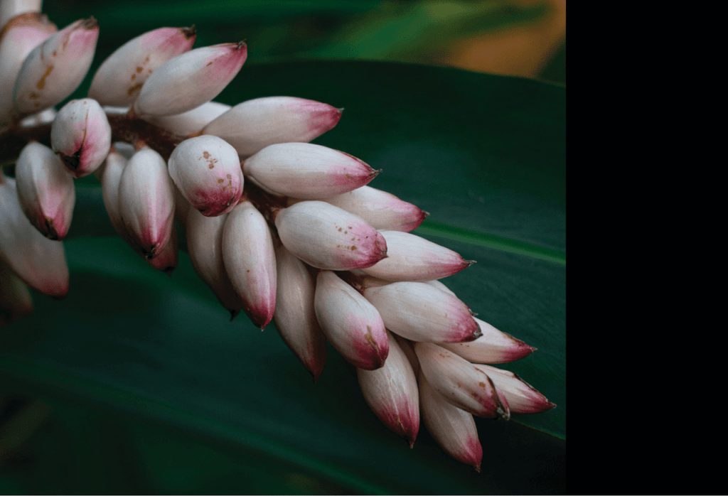 Obra de Anna Beatriz Drewanz