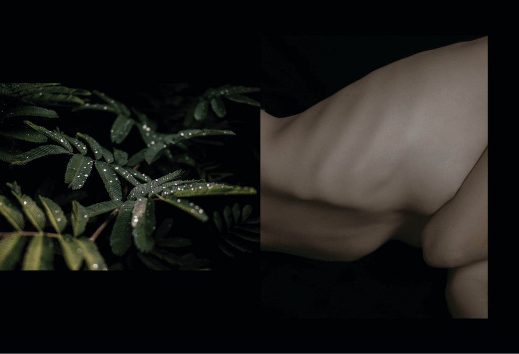 Obra de Anna Beatriz Drewanz