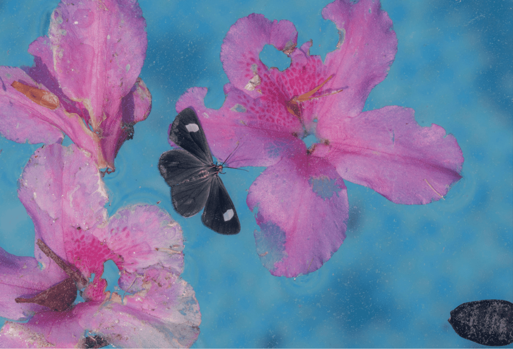 Obra de Anna Beatriz Drewanz