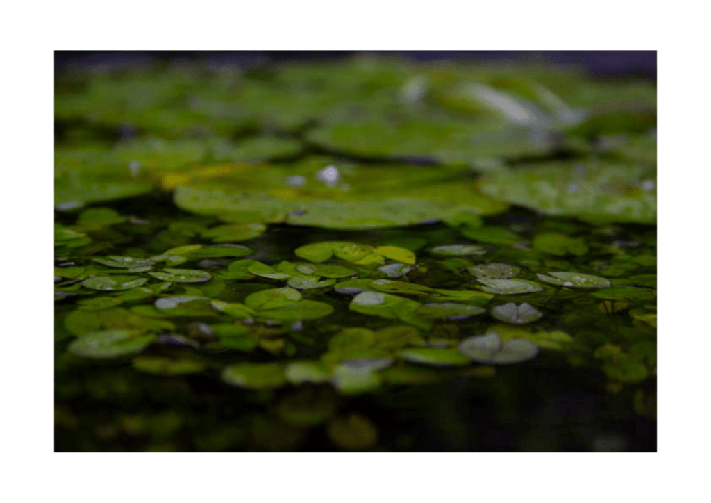 Obra de Erika Nakamura da Costa