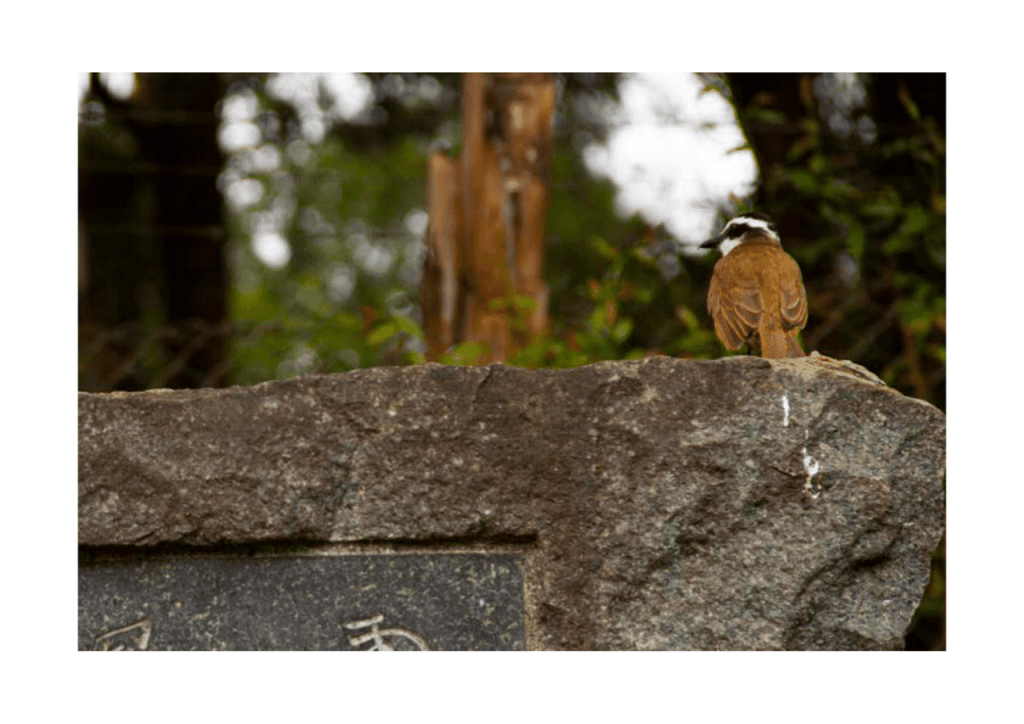 Obra de Erika Nakamura da Costa