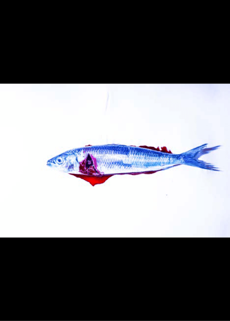 Obra de Adriane de Almeida Carneiro Medeiros