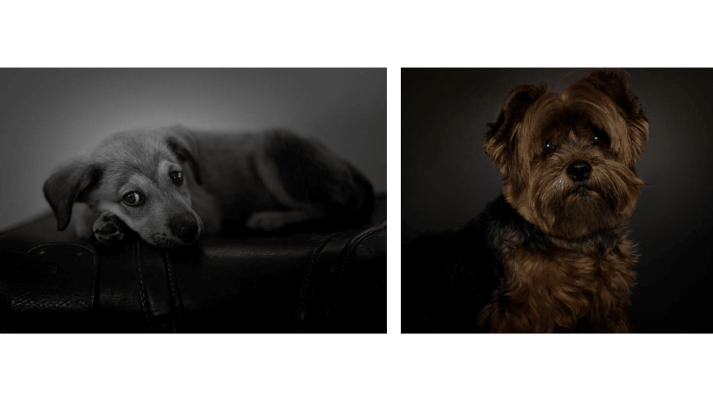 Obra de Amanda Scattolini Correa Mendes 