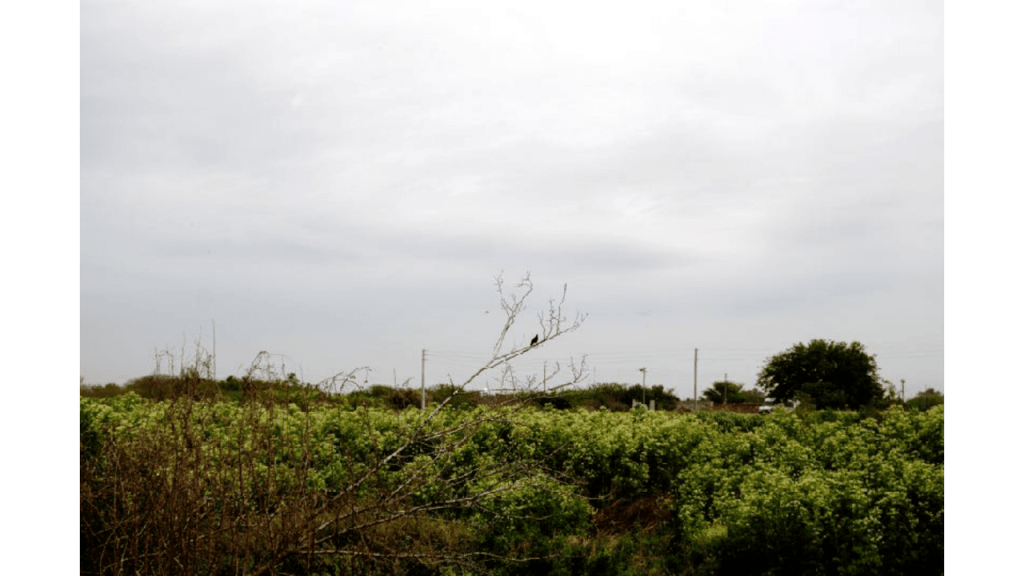 Obra de Emilia Aparecia Calixto Afrange