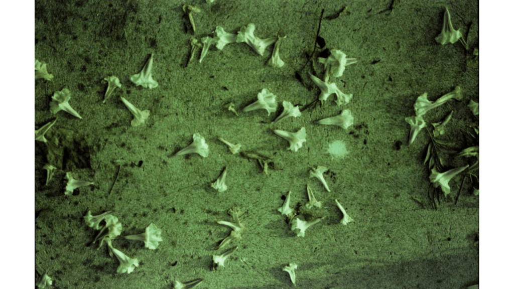 Obra de Gabriel Borrelli Ferreira Alves