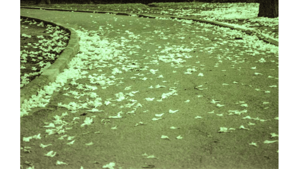 Obra de Gabriel Borrelli Ferreira Alves