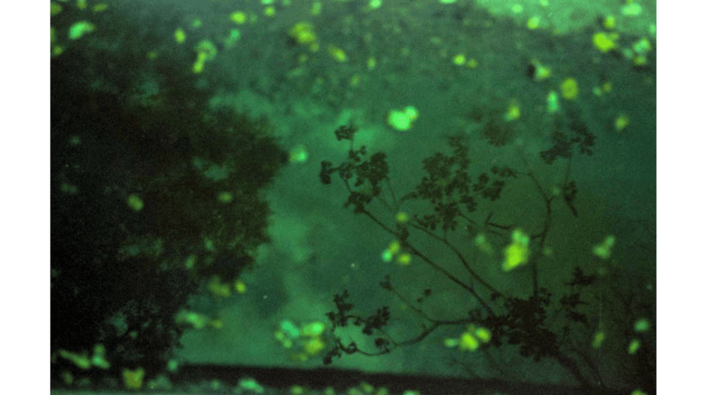 Obra de Gabriel Borrelli Ferreira Alves