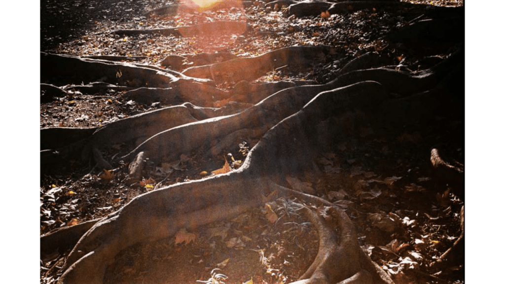 Obra de Gabriel Borrelli Ferreira Alves