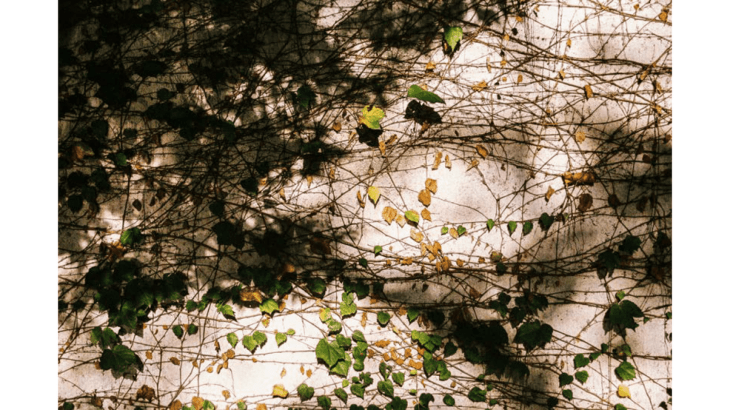 Obra de Gabriel Borrelli Ferreira Alves