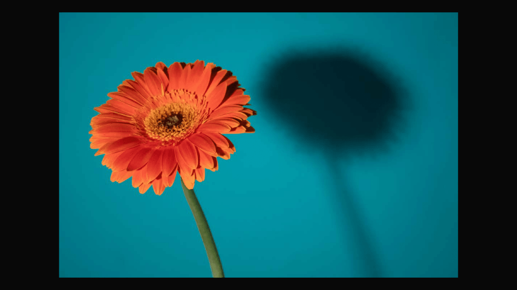 Obra de Thais Fullmann Dias 