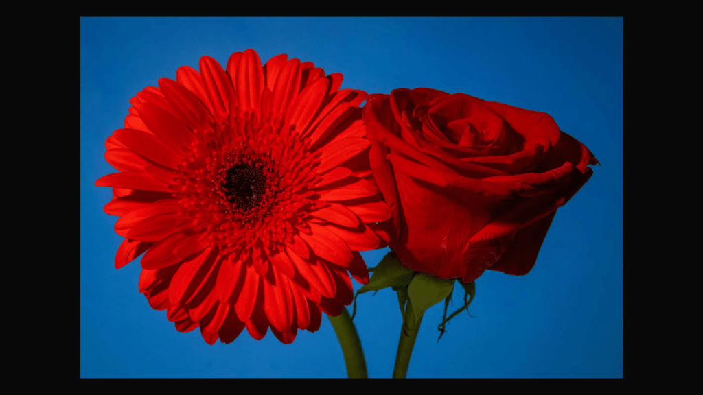 Obra de Thais Fullmann Dias 