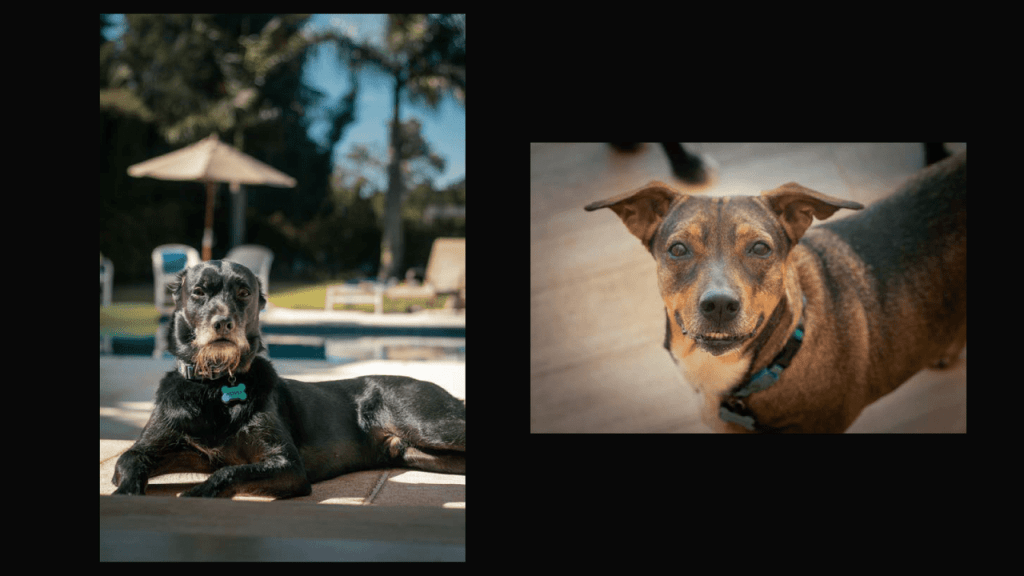 Obra de Thais Fullmann Dias 