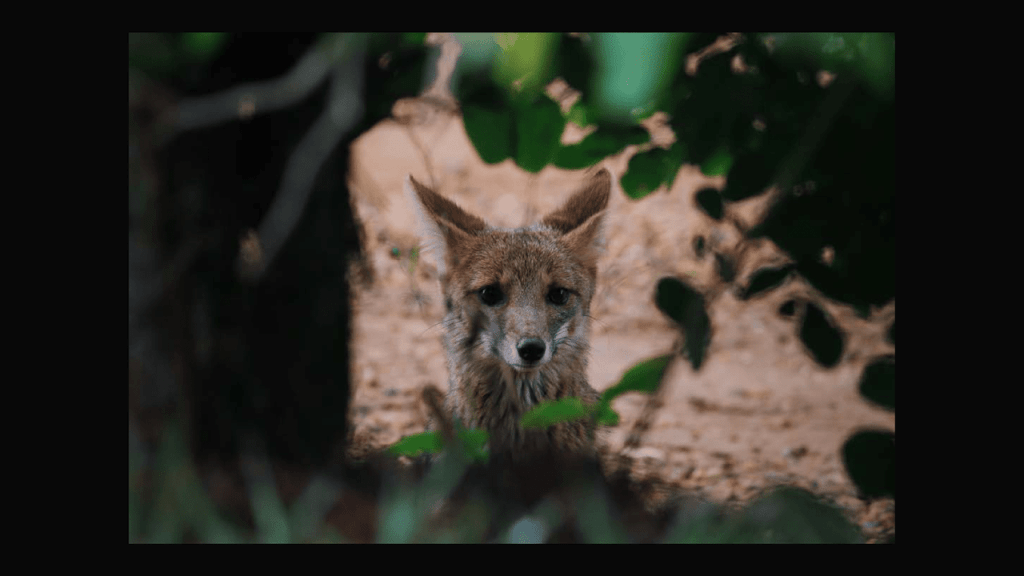 Obra de Thais Fullmann Dias 