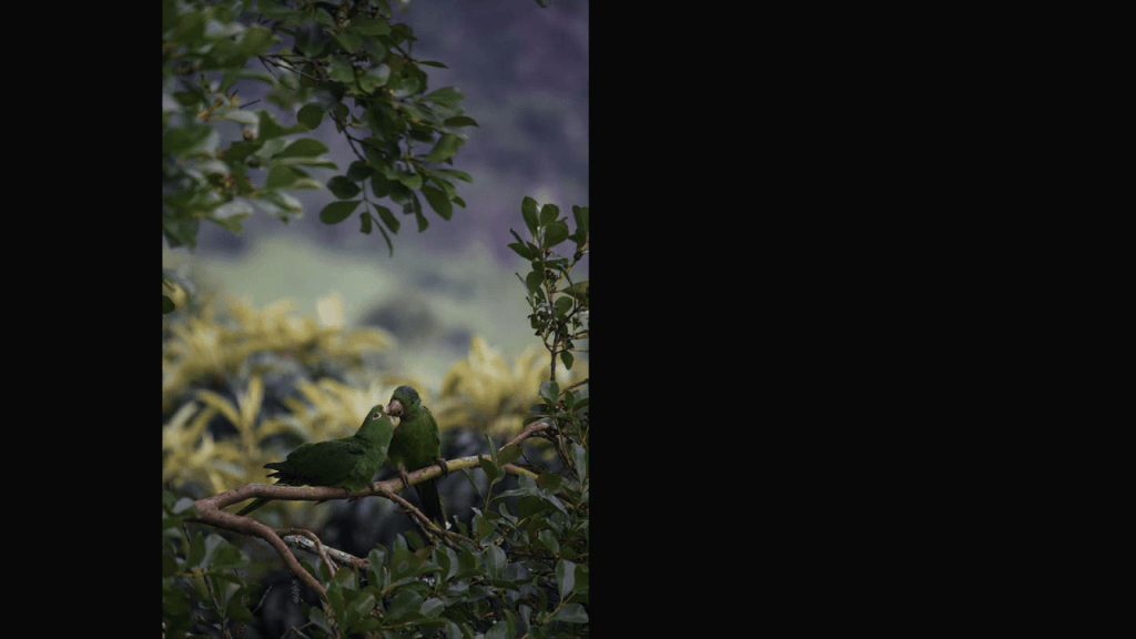 Obra de Thais Fullmann Dias 