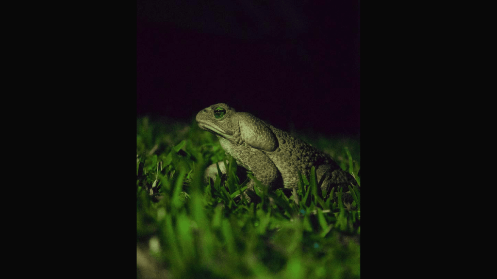 Obra de Thais Fullmann Dias 