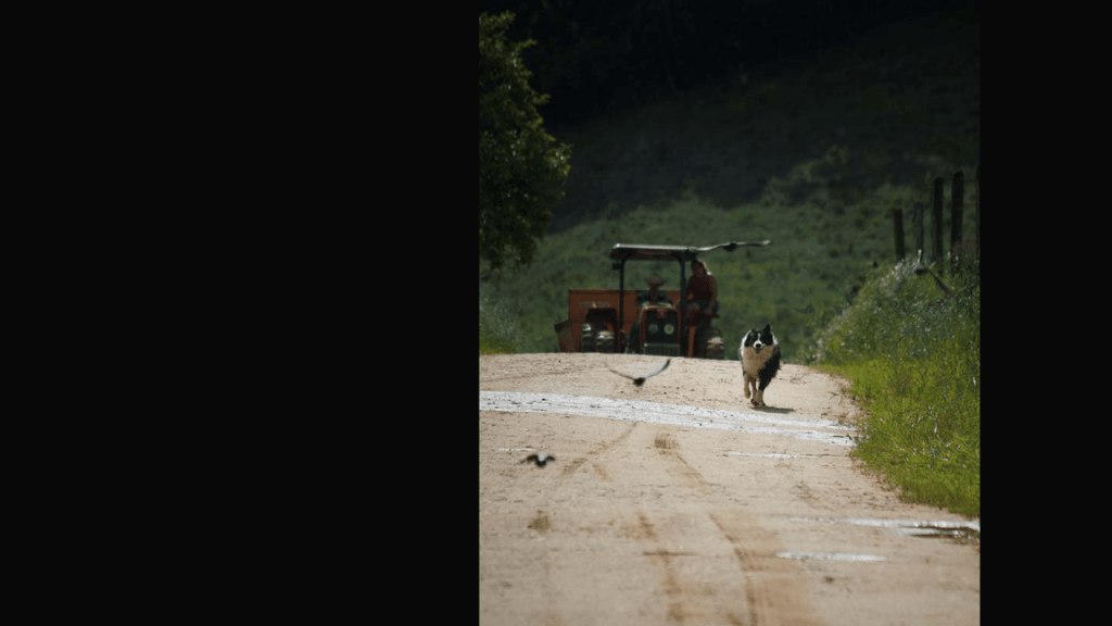 Obra de Thais Fullmann Dias 