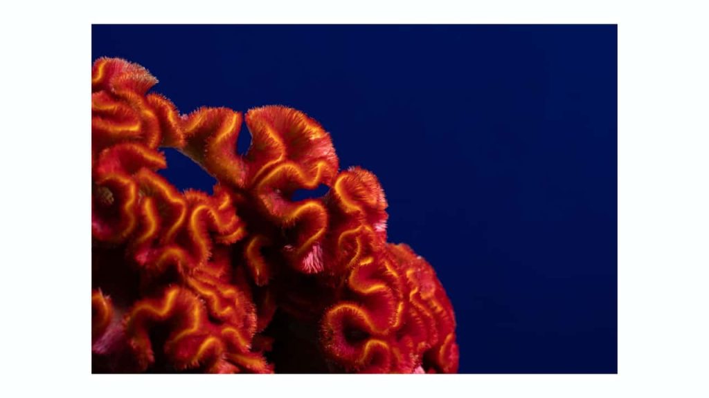 Obra de Jade Navarro Cunha