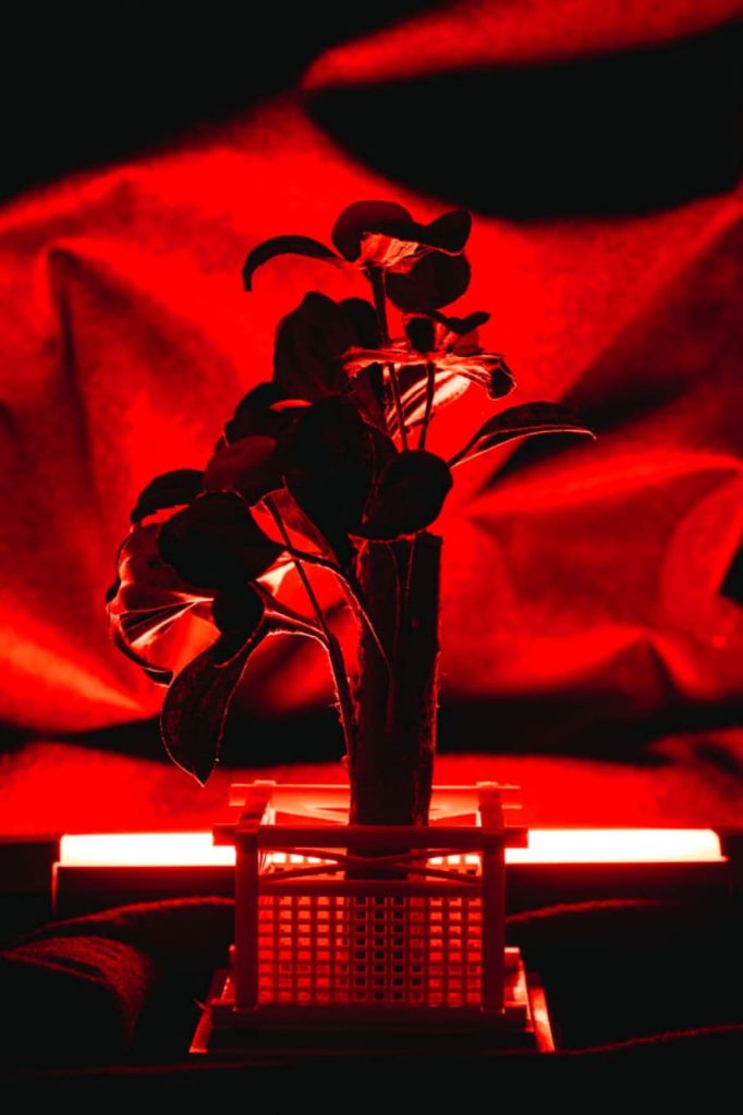 Obra de Lidia Kayoko Sumi