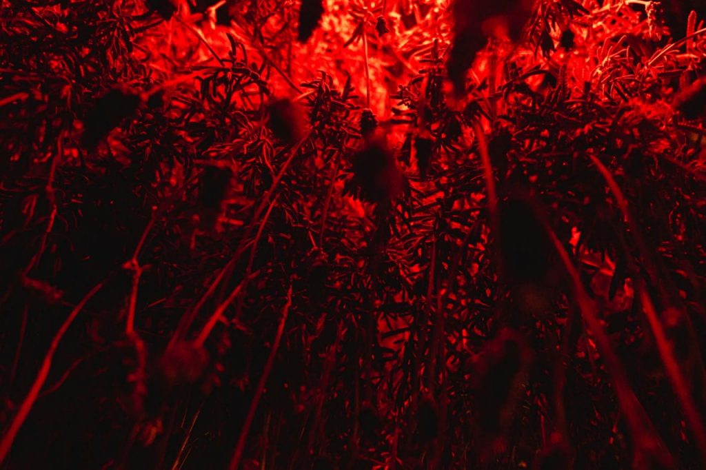Obra de Lidia Kayoko Sumi
